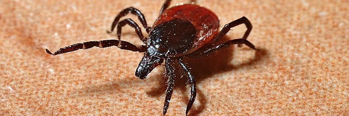 Objawy Borrelia afzelii: Jak rozpoznać zakażenie i uniknąć powikłań